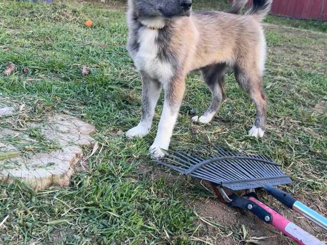 4 beautiful small Gerberian Shepskies