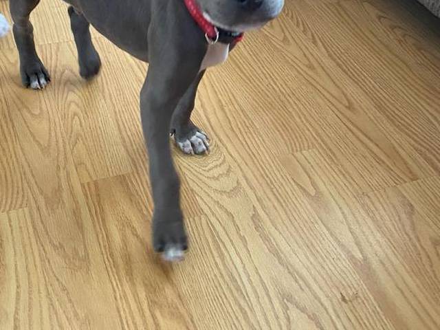 Sweet baby boy pit bull