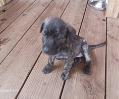 Rhodesian Ridgeback mix puppies