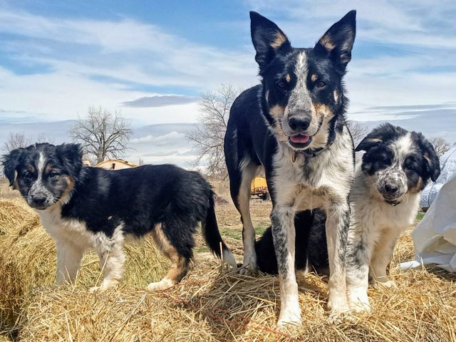 Amazing Border Aussie Mix Puppies