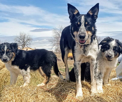 Amazing Border Aussie Mix Puppies