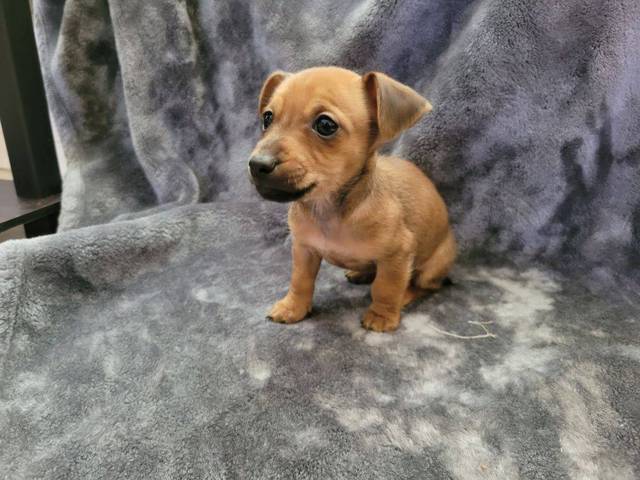2 girl Chiweenie puppies