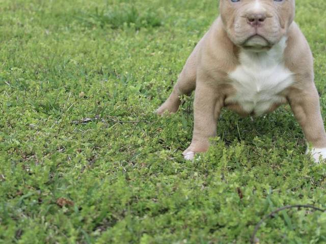 3 ABKC American Bully puppies for sale