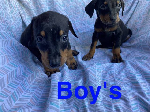 6 Doberman Pinschers for sale