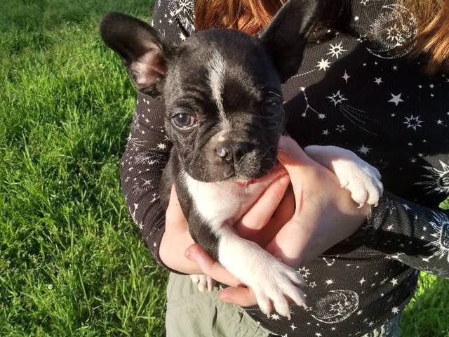 Black and white Frenchton pups
