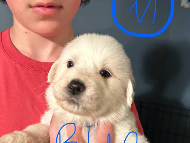 Great Pyrenees puppies ready for adoption