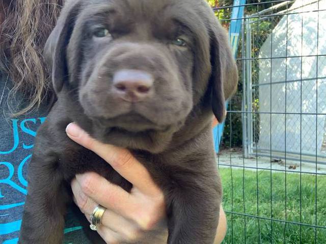 Beautiful Chocolate Lab puppies for sale