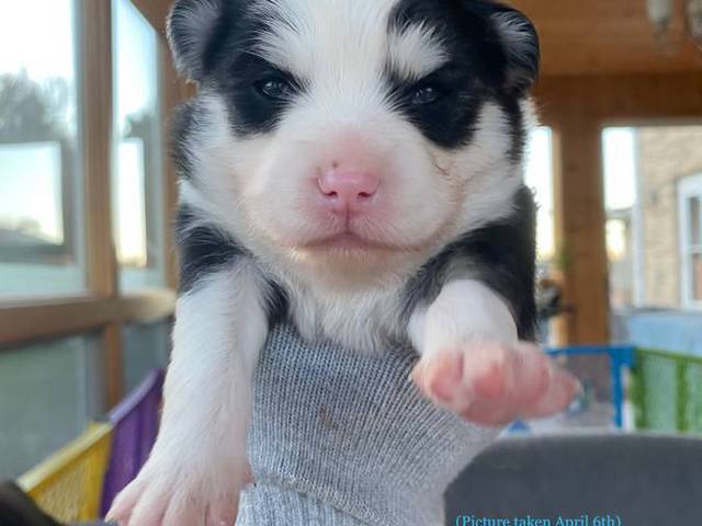 3 litter Pomskies for sale