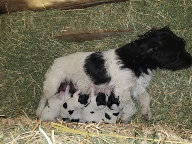 Jack Russell puppies with paperwork