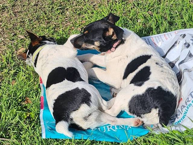 Female Jack Rat Terrier