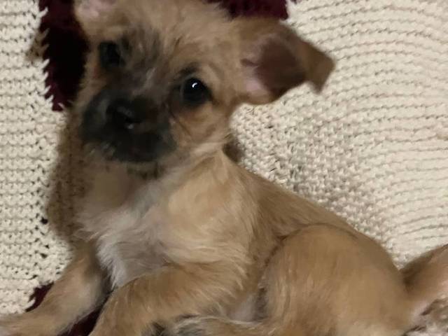 2 female Shorgi puppies