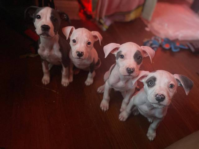 4 pit bull puppies looking for forever homes