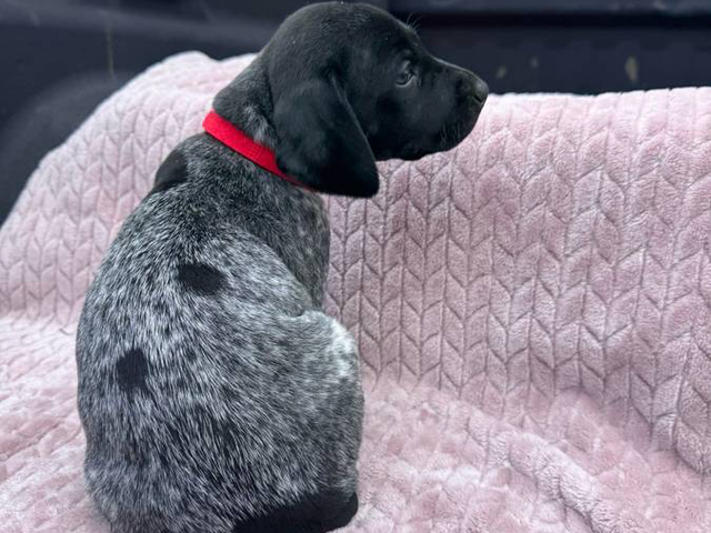 6 Purebred German Shorthaired Pointer Puppies for Sale