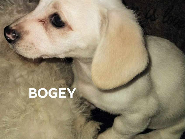 Jack russell poodle mix puppies for adoption