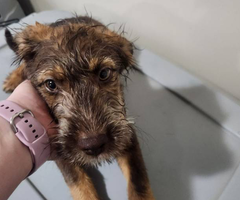 2 bernedoodle husky mix puppies for adoption