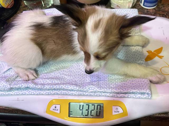 4 male Papillon puppies for sale