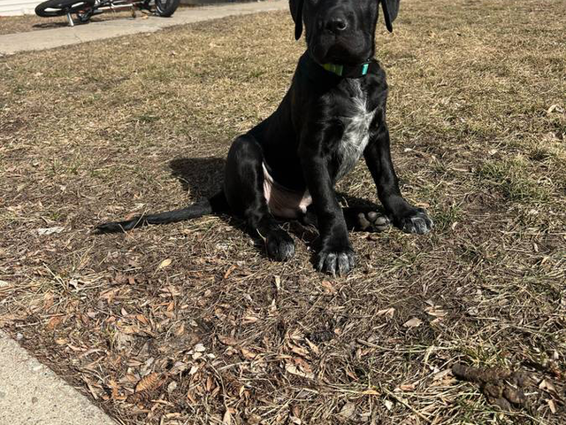 2 American bully mix puppies need a home