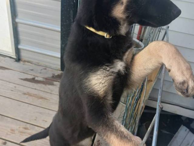 1 champion bloodline German shepherd puppy left
