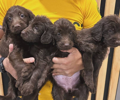LABRADOODLES