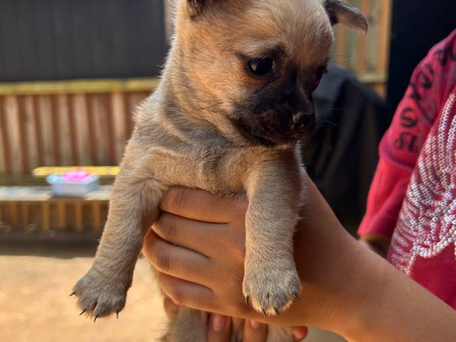 3 small Chorkie puppies for sale