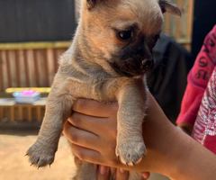 3 small Chorkie puppies for sale