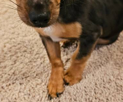 Male Chiweenie puppy needs a home