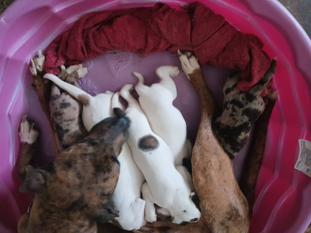 2 Full blooded Catahoula Leopard Puppies