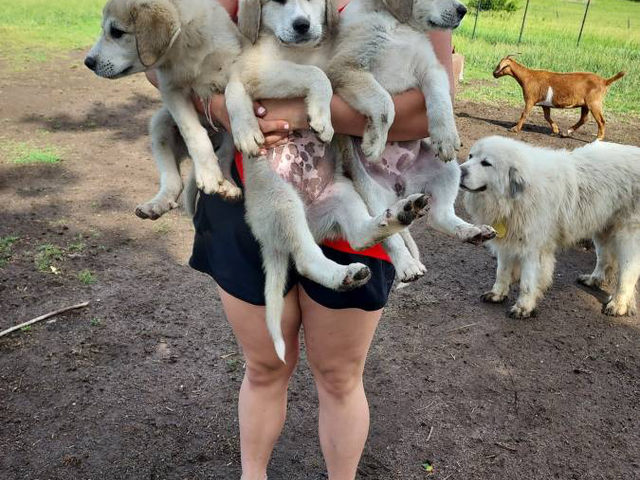 Livestock guardian puppies