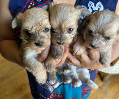 Maltese Yorkie babies ready in July
