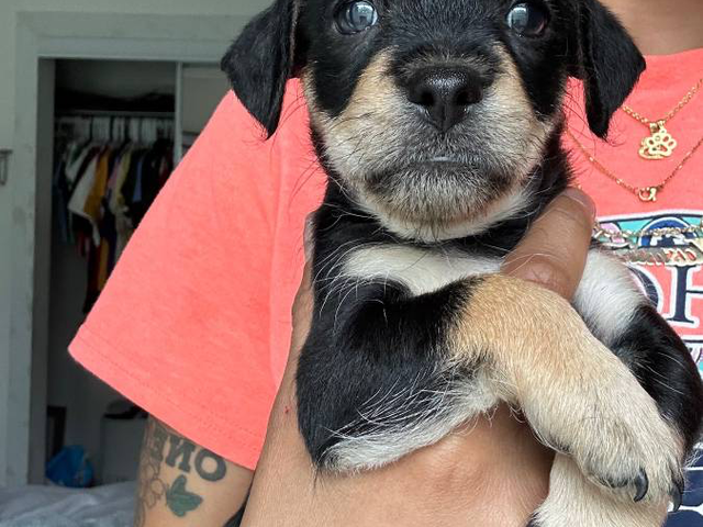 2 female Malchi puppies for adoption