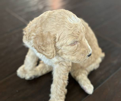 Apricot and black standard poodle puppies for sale