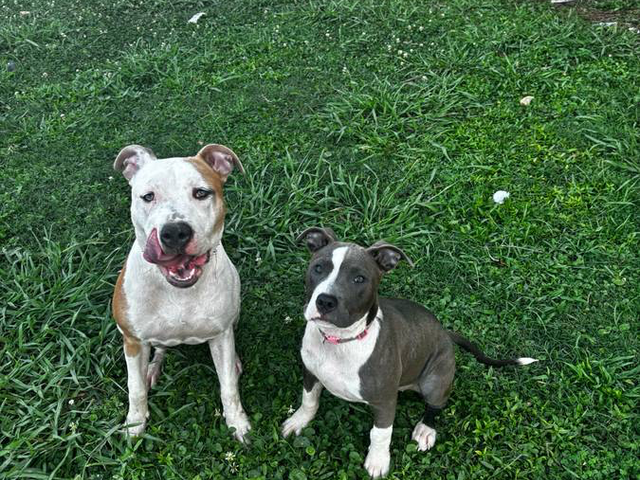 Blue and gotti pitbull puppies for adoption
