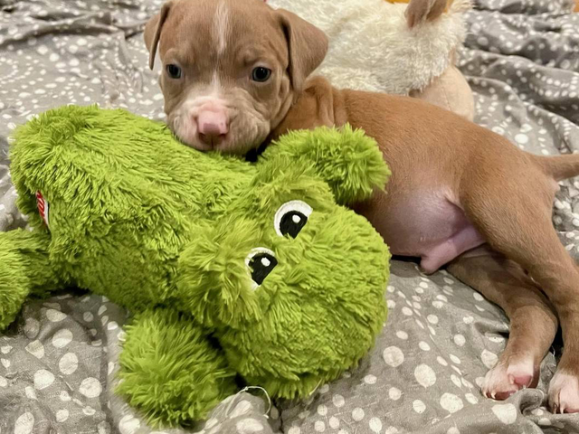 Cute American Staffordshire Terrier Puppies