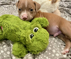 Cute American Staffordshire Terrier Puppies
