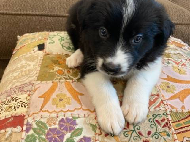 One female Border Collie puppy left