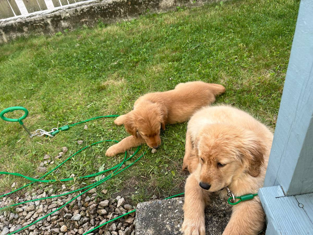 2 Golden Retriever puppies for sale