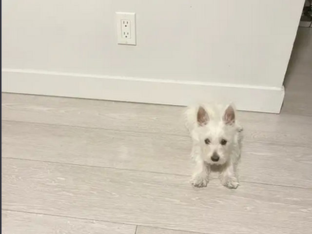 4 months old Male Westie puppy for adoption