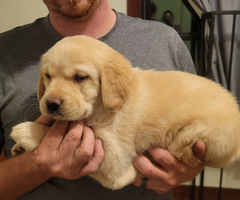 4 Goldador puppies looking for good homes