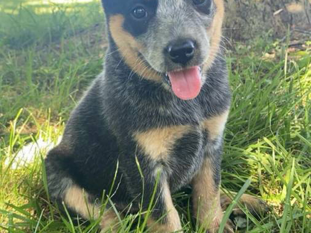 Classy Blue Heeler puppies