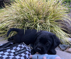 3 male black Labrador puppies