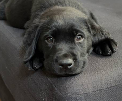 3 male black Labrador puppies