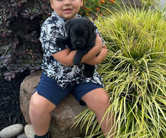 3 male black Labrador puppies
