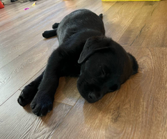 3 male black Labrador puppies