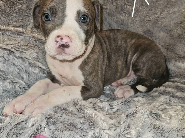 Pitbull puppies