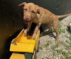 Frenchie mix puppies