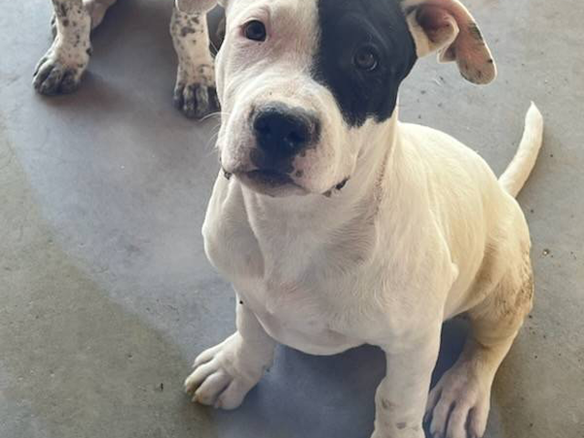 5 American Pitbull Terrier puppies Available