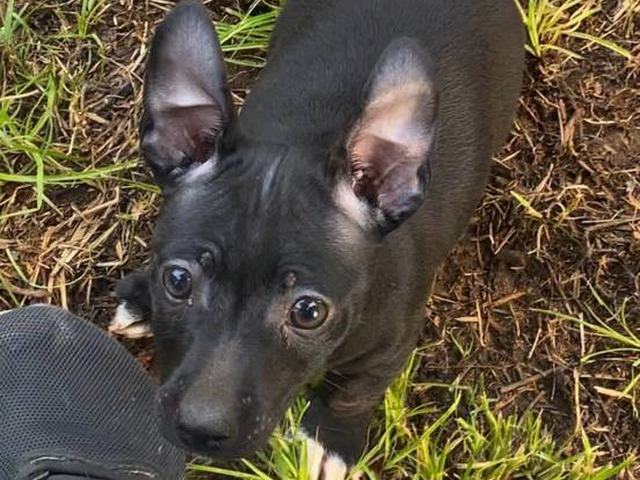 Purebred Teddy Roosevelt Rat Terrier puppy