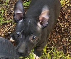 Purebred Teddy Roosevelt Rat Terrier puppy