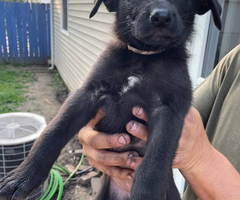 German Shepherd Pitbull mix