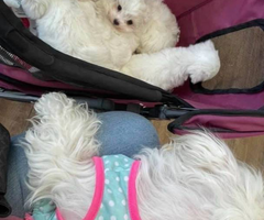 Beautiful Maltese Bichon Babies